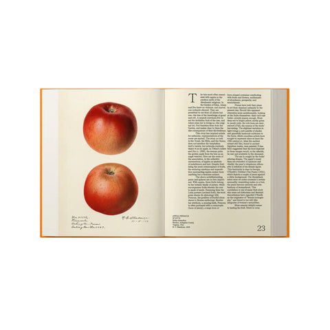 An Illustrated Catalog of American Fruits + Nuts