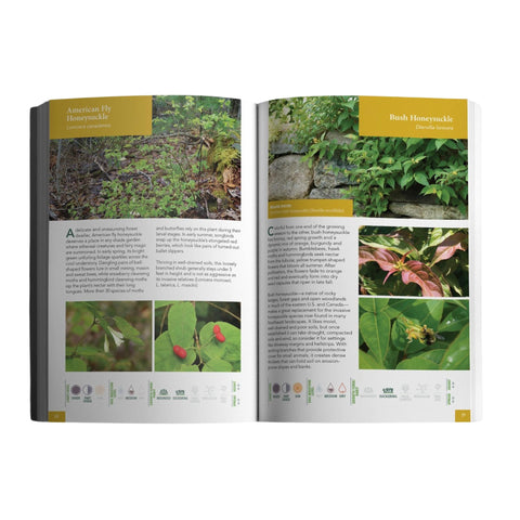 Native Shrubs for Northeast Landscapes