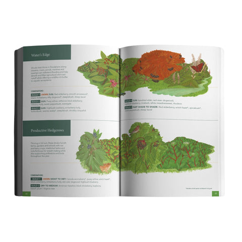Native Shrubs for Northeast Landscapes