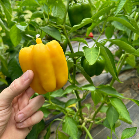 Bell Pepper Beeswax Candle