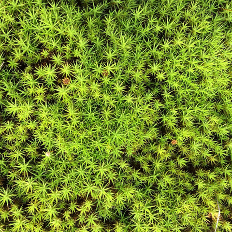 Bug + Tick Repellent