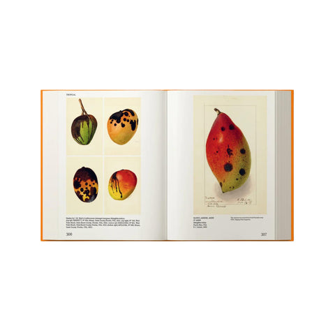 An Illustrated Catalog of American Fruits + Nuts